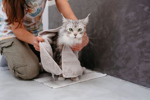 BẬT MÍ CÁCH TẮM CHO MÈO DỄ DÀNG NHƯNG HIỆU QUẢ BẬT MÍ CÁCH TẮM CHO MÈO DỄ DÀNG NHƯNG HIỆU QUẢ